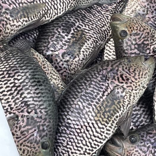 珍珠龙胆石斑鱼  淡水珍珠斑石斑鱼，垂钓专用，质量保证