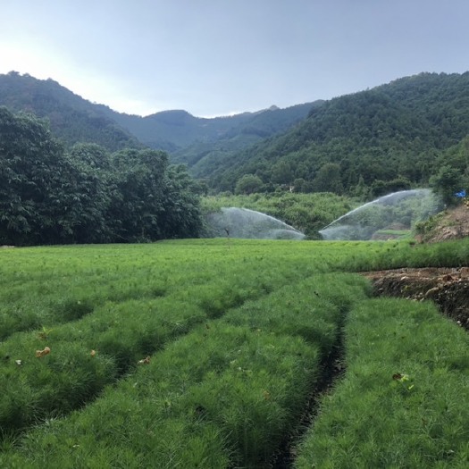 乐昌市湿地松树苗  湿地松苗，广东优质松苗，带泥发货基地自产直销