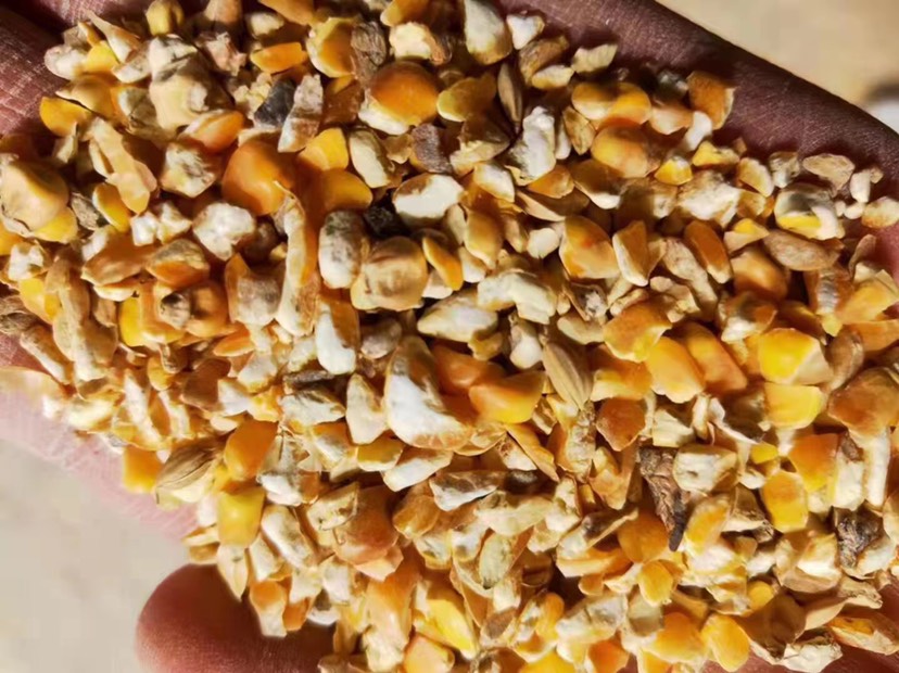 黄玉米粒  精品碎玉米，碎玉米净粮，厂家一手货源