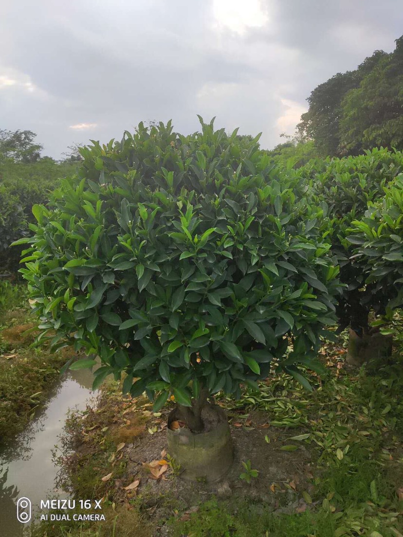  广东茉莉花 非洲茉莉花