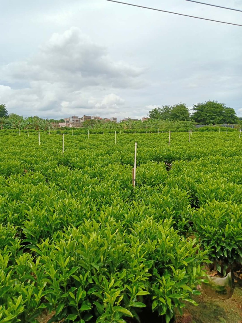  广东茉莉花 非洲茉莉花