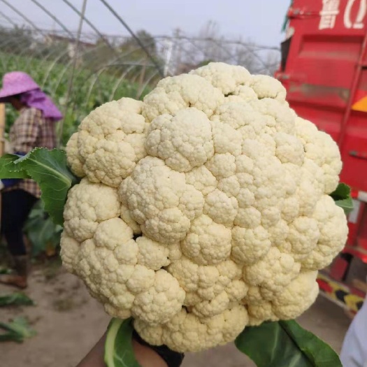 南通白花菜花  蔬菜基地大量供应松花菜，一等货，普通货，食堂货，规格齐全、