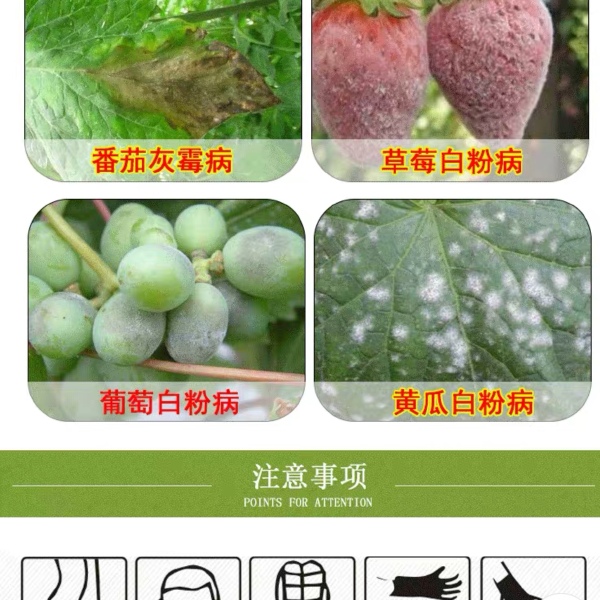  世科姆克必拿吡噻菌胺登记蔬菜灰霉病白粉病