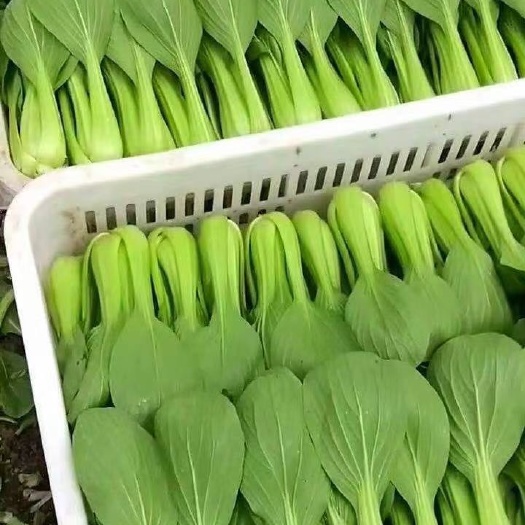 曹县上海青  山东曹县万亩小油菜基地，一手货源，货源充足保证质量全国发货