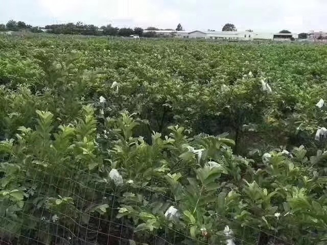汕头潮汕牛田洋番石榴