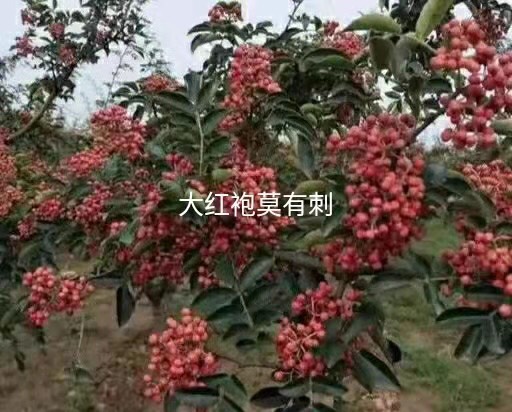 无刺花椒苗  无刺高产麻味大