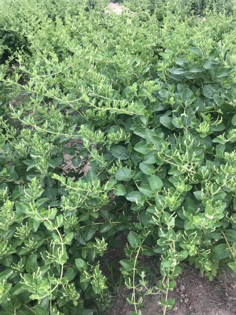 金花3号树形金银花苗  广东金银花苗