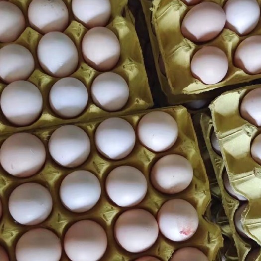 南阳粉壳蛋  双色粉八、农五、大午30-45斤 土鸡蛋 笨鸡蛋