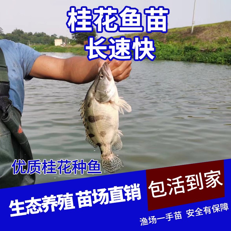 广州饲料桂鱼苗现货桂花鱼苗鳜鱼苗淡水鱼苗批发桂鱼苗包送货上门