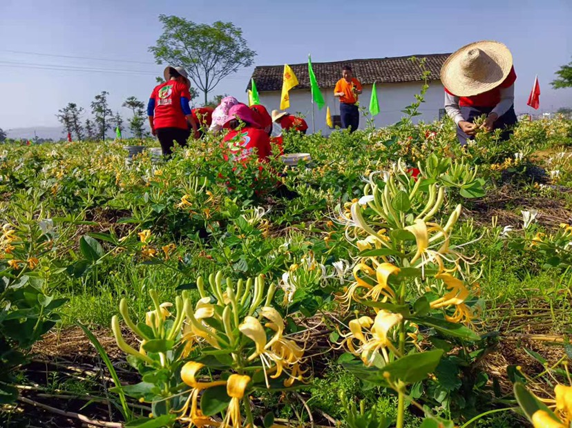 金花3号树形金银花苗  广东金银花苗