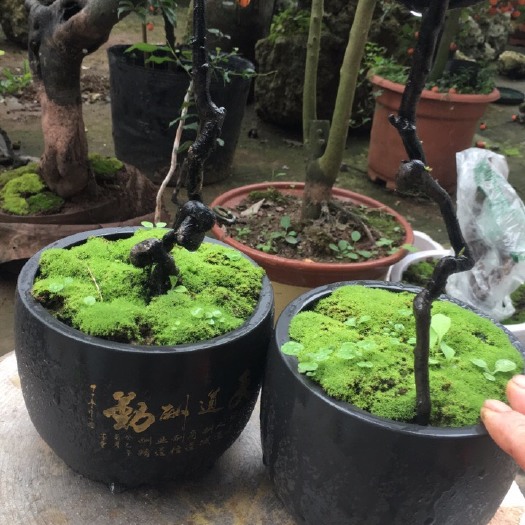 荣县 灌木金弹子树桩