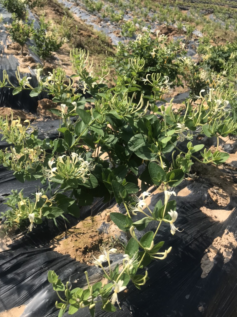 金花3号树形金银花苗  广东金银花苗