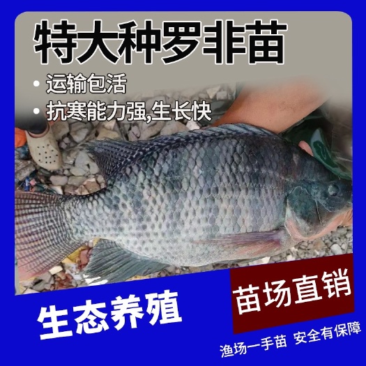 杂交快大罗非鱼苗 海南一号罗非鱼 单性罗非鱼 青吉富罗非苗