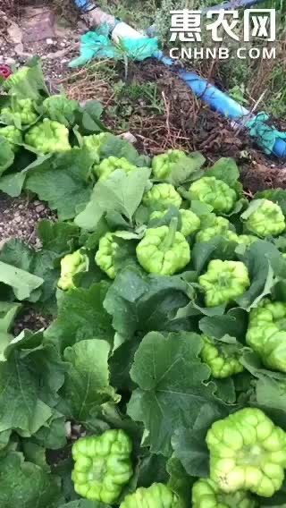 姜柄瓜  上市啦。 基地直供。 代发各种山毛。野菜。 特菜