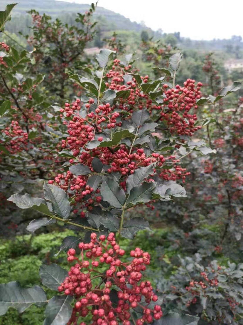 无刺花椒苗  无刺高产麻味大