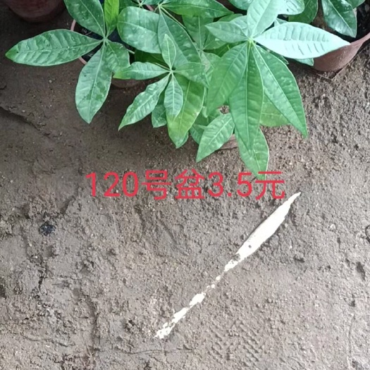 广州 发财树小棵