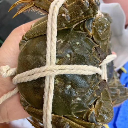 福州 大闸蟹