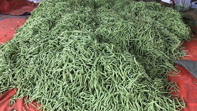 枝江市无筋豆角 湖北省宜昌市枝江市 