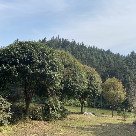 南丹县八月桂  桂花 各种规格大量精品桂花树
