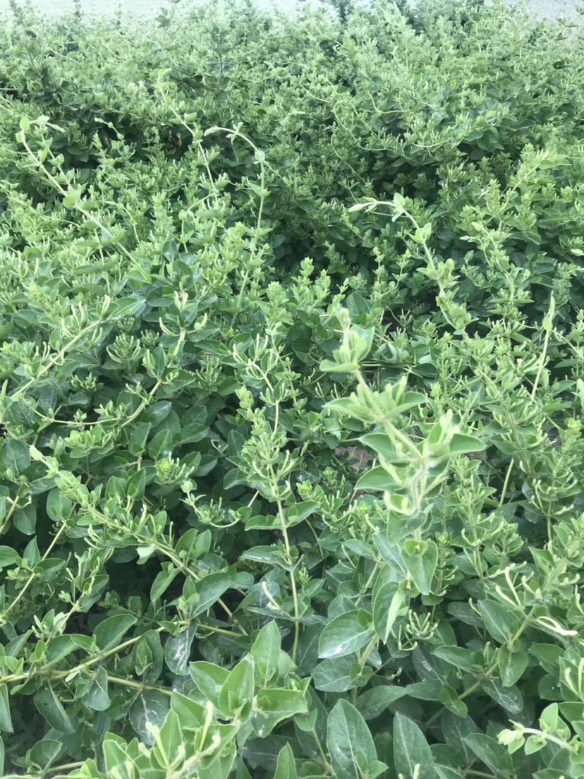 金花3号树形金银花苗  广东金银花苗