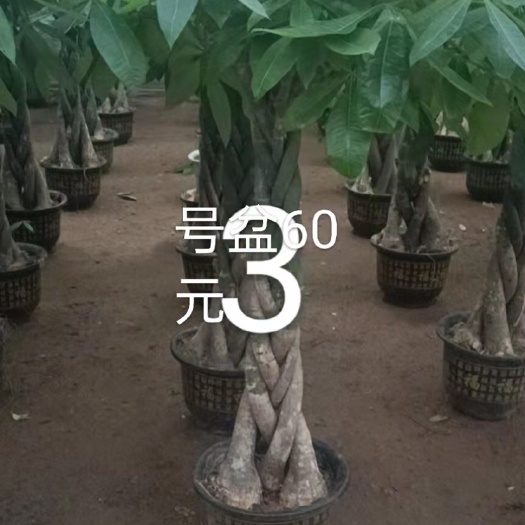 广州 辫子发财树三号盆