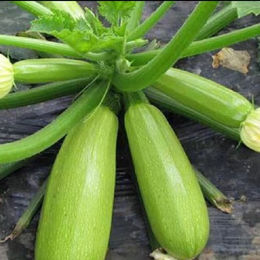 弥勒市绿皮西葫芦  西葫芦