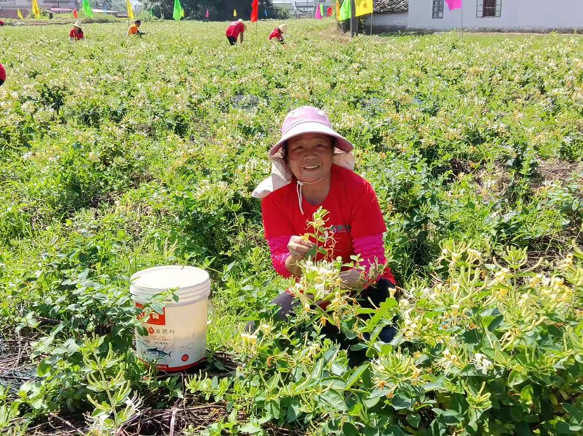 金花3号树形金银花苗  广东金银花苗