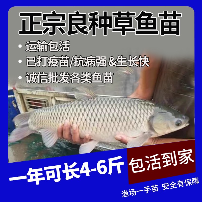 广州7-10厘米 大规格草鱼苗 脆肉鲩鱼 抗病草鱼苗 己打疫苗