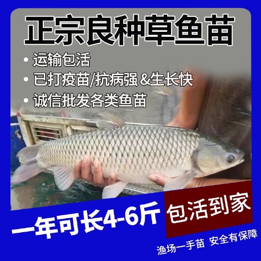 大规格草鱼苗8-12厘米 脆肉鲩鱼 抗病草鱼苗 己打疫苗