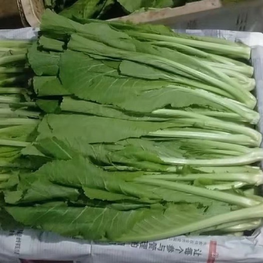 嵩明县苦菜 春芥