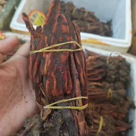 【回春草】回春草作为一种中药材，很不错的