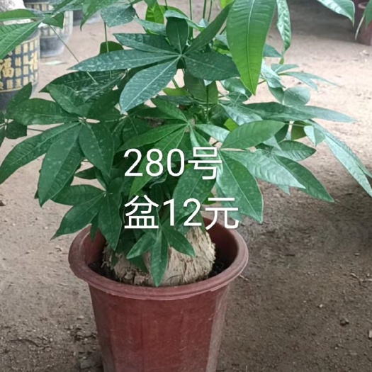 广州 各种规格发财树，价格优惠，欢迎咨询