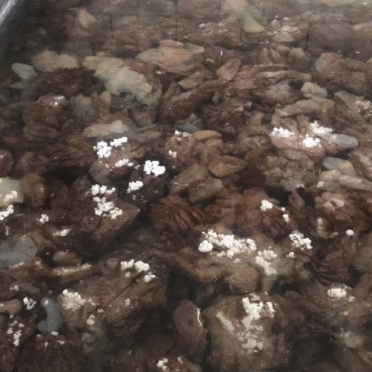 海蜇 红蛰头 威海自产