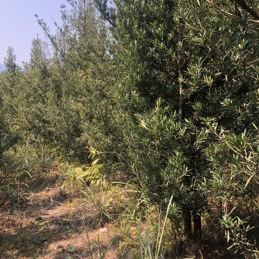 南丹县小叶罗汉松  罗汉松  原生6-12cm 未造型毛树