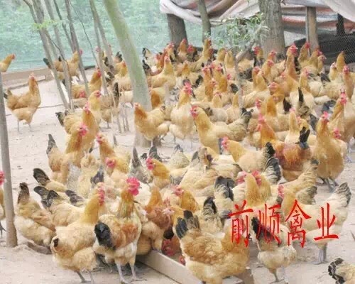 衡阳鸡苗多少钱一只，湖南土鸡苗孵化场厂价直销
