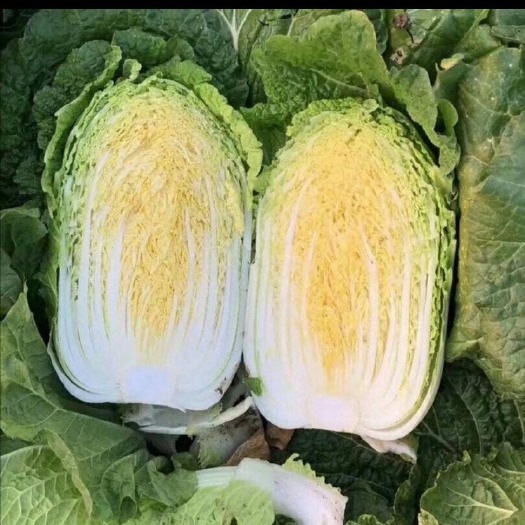 兰陵县黄心大白菜