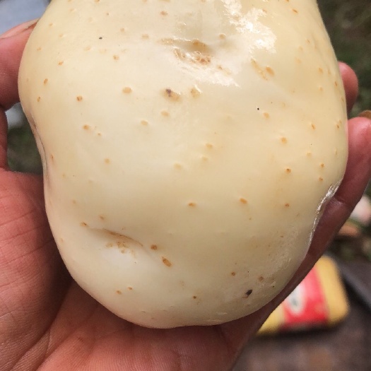 玉龙县丽薯6号 丽薯六号土豆，常年供货，质量保证