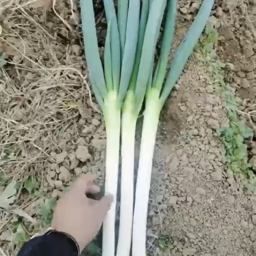 北京品种：山东潍坊铁杆长白大葱毛葱， 北京房山区种植基地