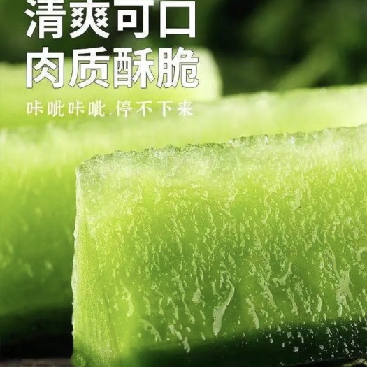 天津青萝卜  沙窝水果萝卜地里现拔