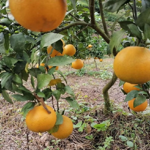 平塘县甜橙 果冻橙子 口感好 欢迎来质询 价格好商量