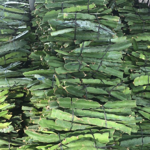 遂溪县红心火龙果苗 无刺红龙