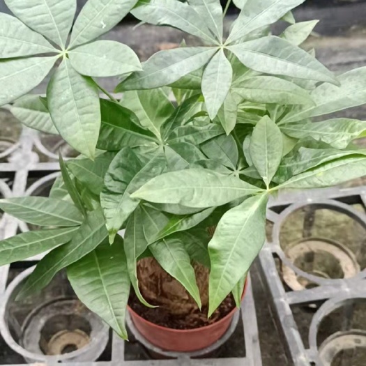 广州独杆发财树 发财树90盆3元