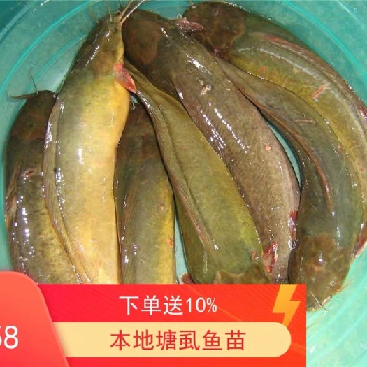 广州本地塘鲺  活体本地塘虱鱼苗广东塘角鱼苗8须鲶鱼苗淡水鱼放生送货上门