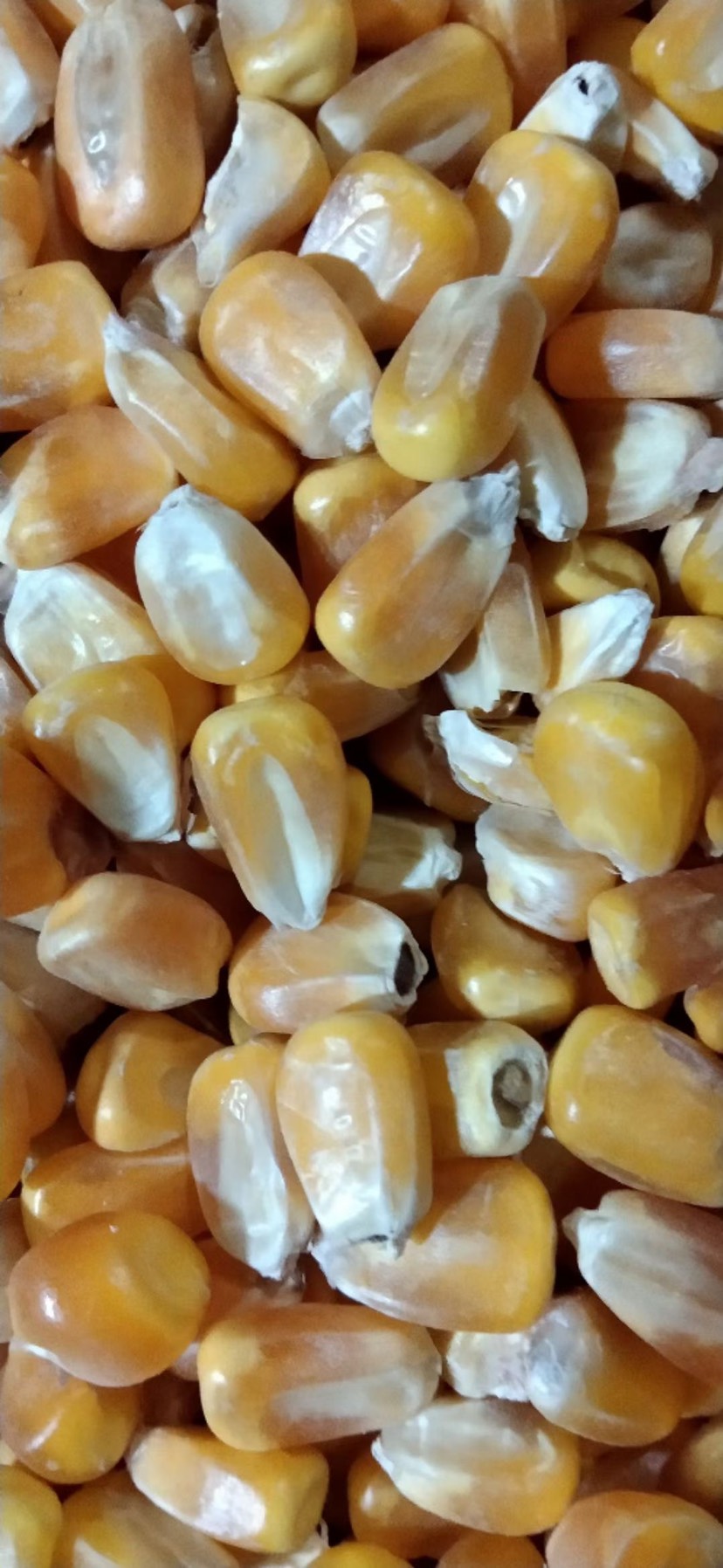 赤峰干玉米  内蒙古优质玉米，水分14.5 容重730以上杂质少。