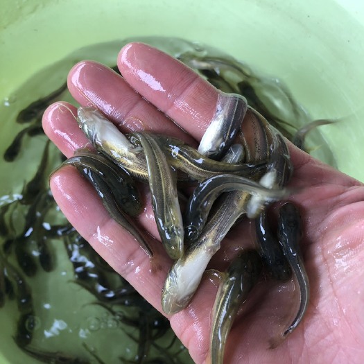 广州广东杂交大口鲶鱼二须鲶鱼花鲶各种规格送货上门