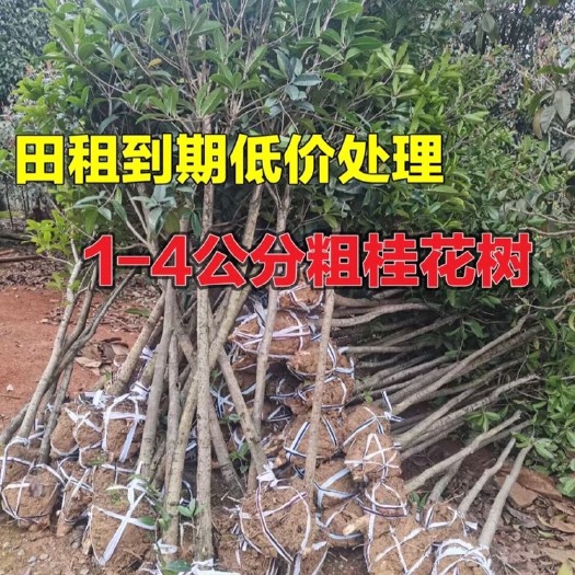 咸宁亏本处理1-4公分桂花树苗桂花大树金桂丹桂八月桂四季桂盆栽