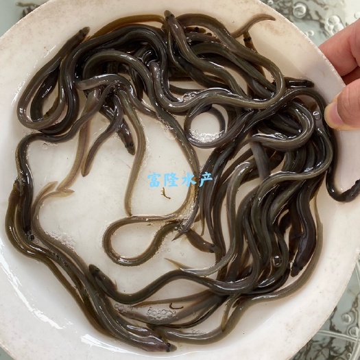 广州各种规格白鳗欧洲鳗美洲鳗量大送货上门