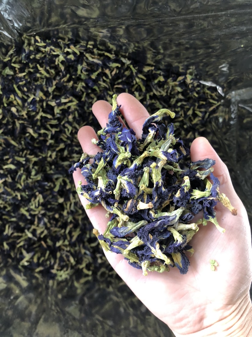 安国市蝶豆花茶 蓝蝴蝶