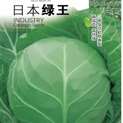 曲周县绿甘蓝种子 绿王甘蓝种子 颜色最绿 耐裂球 蔬菜基地专用甘蓝