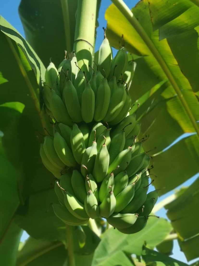 景洪市芭蕉  西雙版納粉蕉 產地直銷 貨源充足 質量保證 代發全國